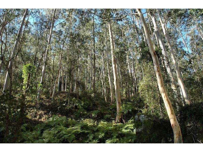 200 Billy Bourne Road, Wollombi NSW 2325