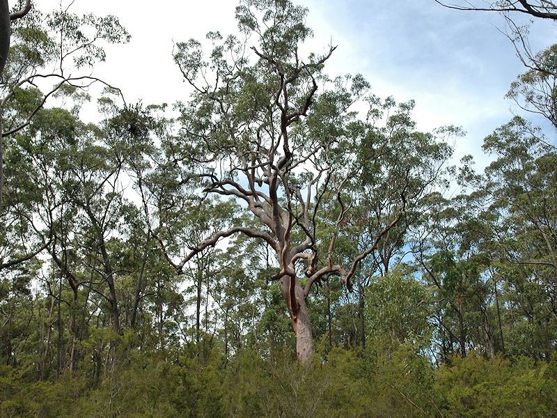 38 Dyce Road, Wyee NSW 2259