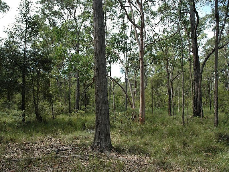 38 Dyce Road, Wyee NSW 2259