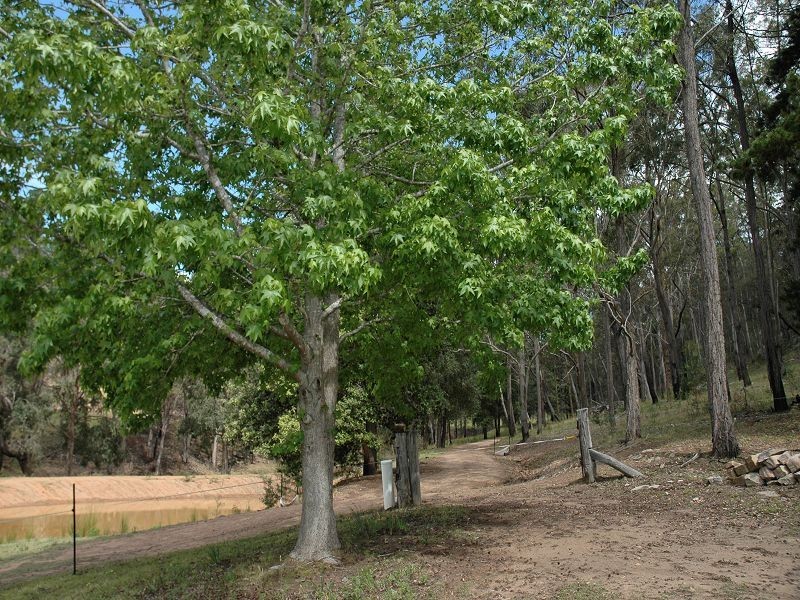 35 Bivens Road, Laguna NSW 2325