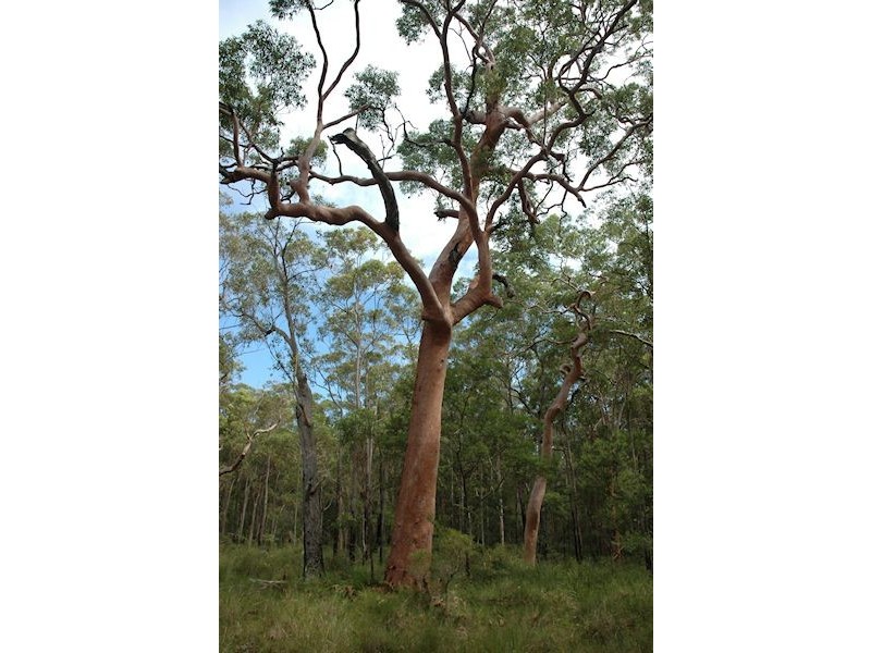 110 Dyce Road, Wyee NSW 2259