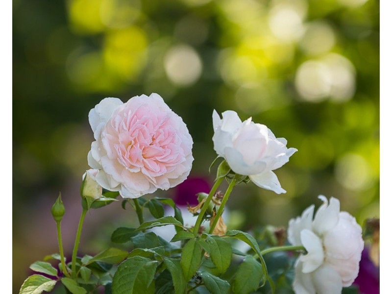 26/43 Kirkland Circuit, Macgregor ACT 2615