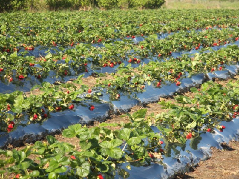 105 Hillwood Road “Hillwood Berry Farm”, Hillwood TAS 7252