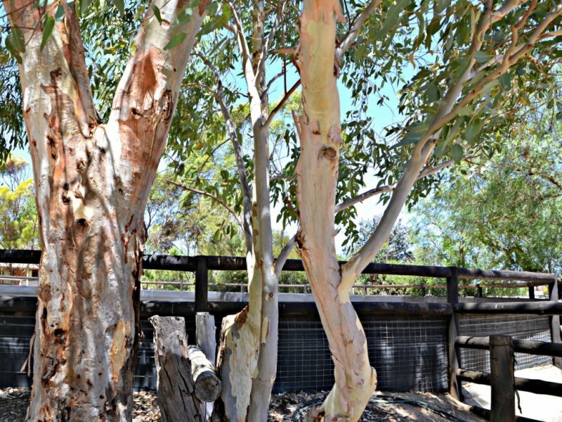 1 Meyers Road, Strathalbyn SA 5255