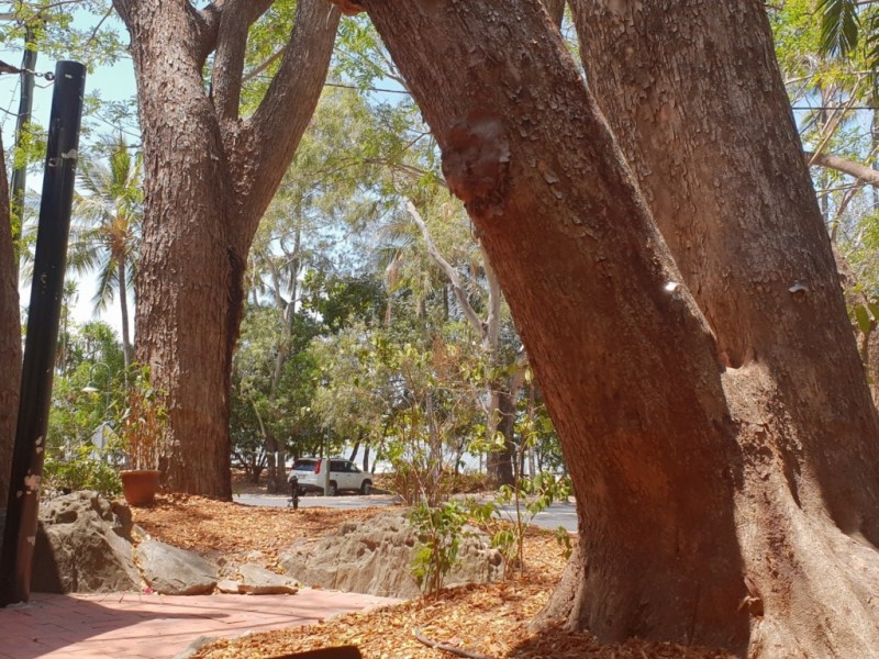 3/32 Oliva Street, Palm Cove QLD 4879