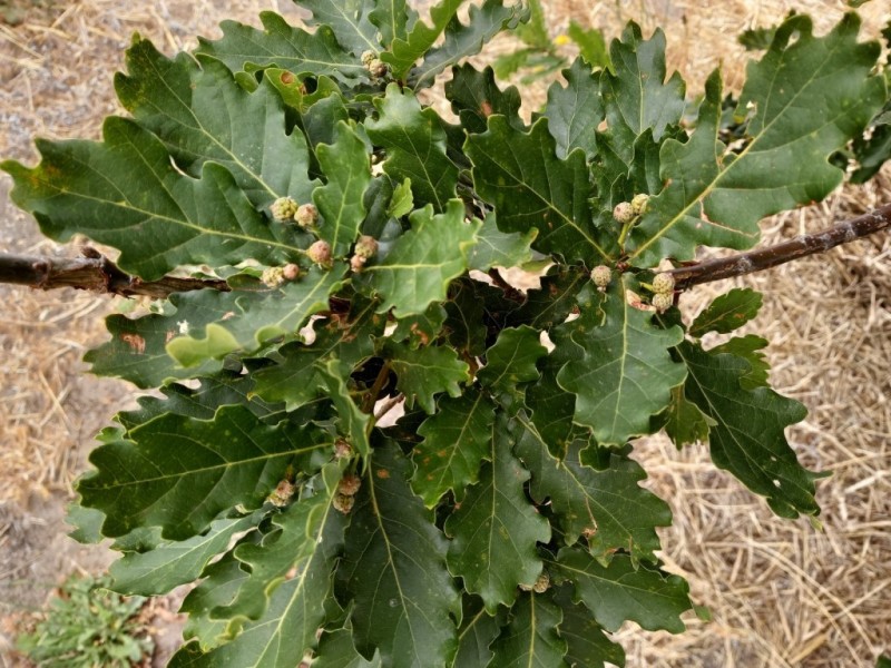 4 Bartlett Close, Mount Barker WA 6324