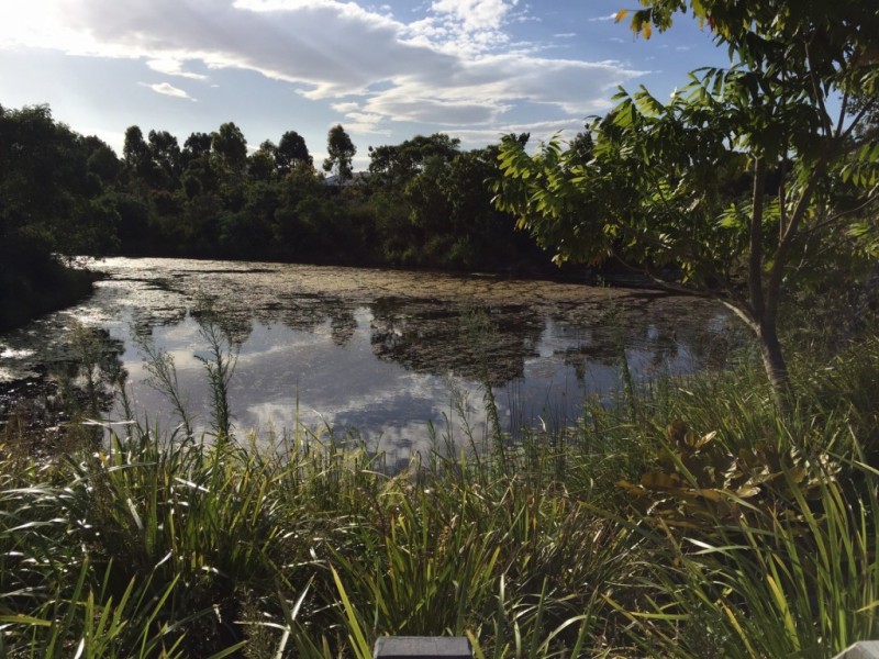 Lot 101 Rosemead Street, North Lakes QLD 4509