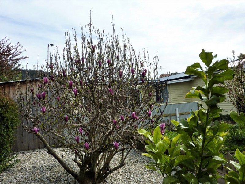 19 Ranelagh Street, Ranelagh TAS 7109