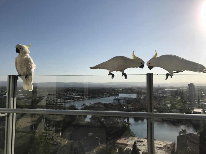 1107/3018 Surfers Paradise Boulevard, Surfers Paradise QLD 4217