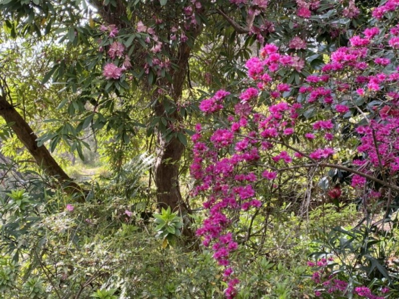 Wentworth Falls NSW 2782