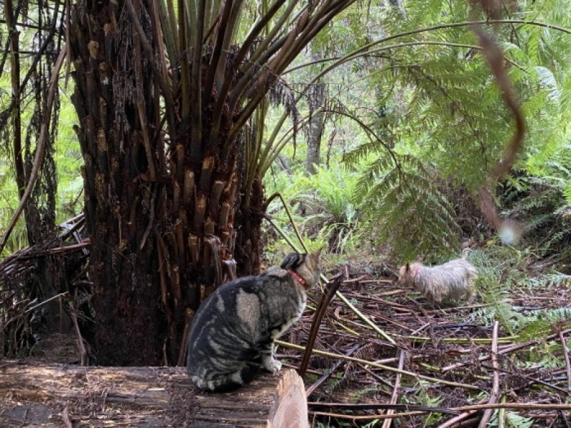 Wentworth Falls NSW 2782