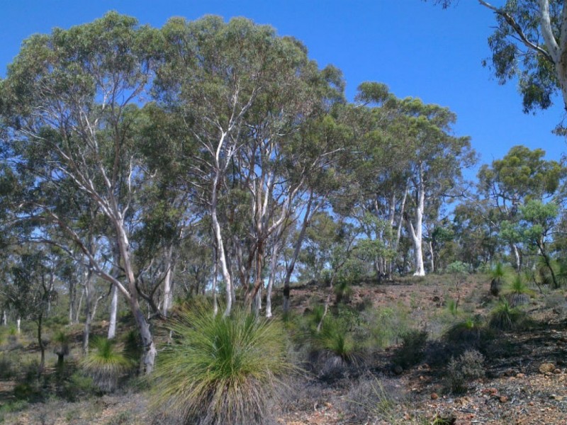 325 Coondle West Road, Coondle WA 6566