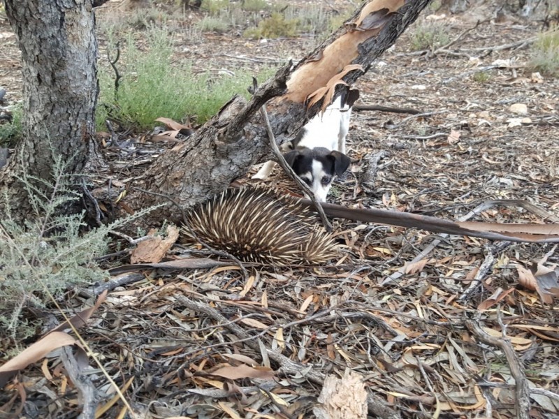 5 Tumbella Road, Sedan SA 5353