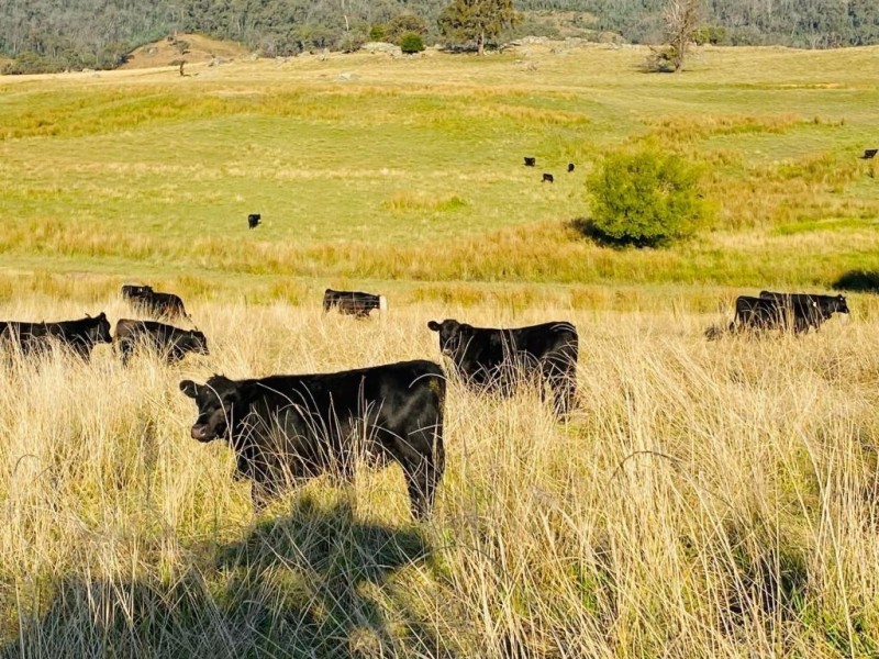 490 Courabyra Road, Courabyra NSW 2653