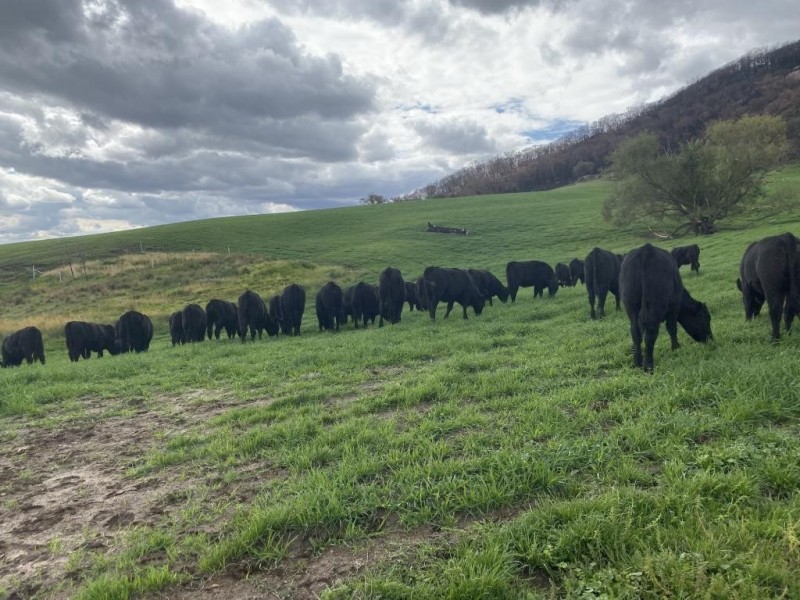 490 Courabyra Road, Courabyra NSW 2653