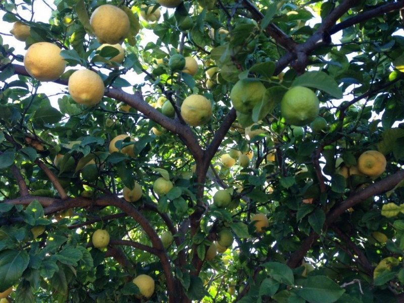 51 Wattle Street, Tuart Hill WA 6060