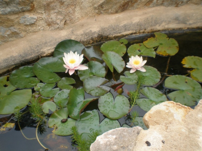 11 Hakea Walk, Aldinga SA 5173