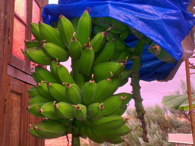 11 Hakea Walk, Aldinga SA 5173