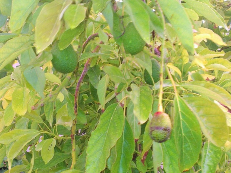 11 Hakea Walk, Aldinga SA 5173