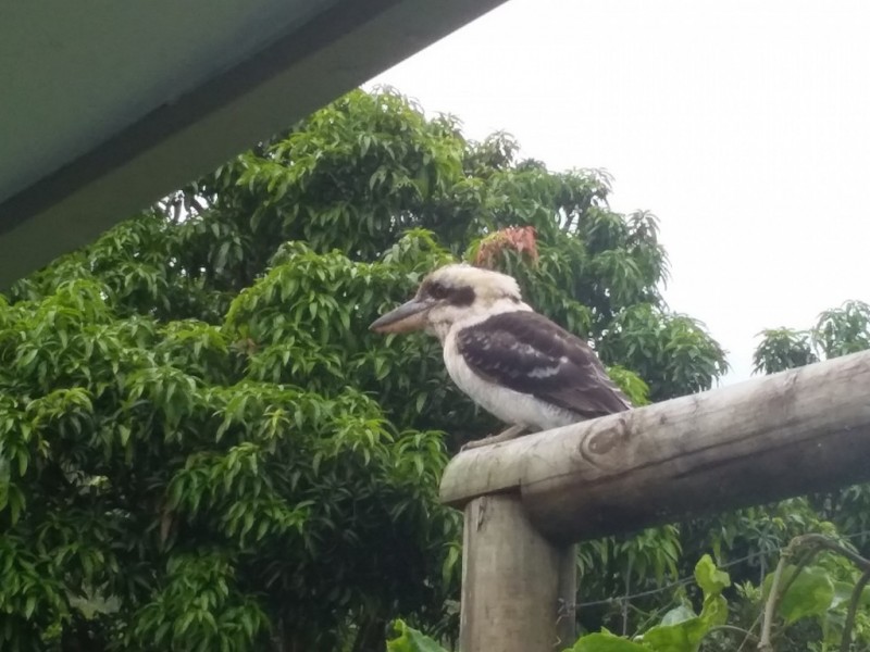 17 Palmer Close, Gordonvale QLD 4865