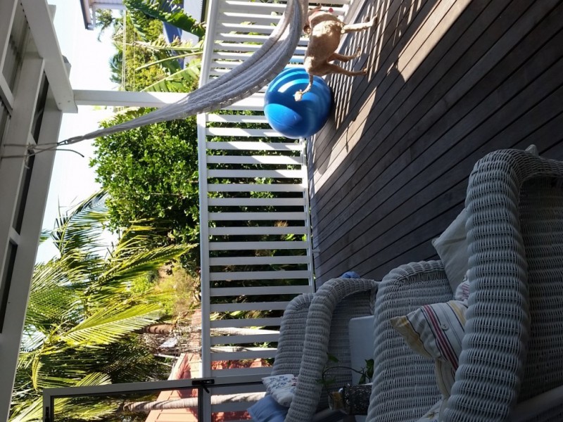 1a & 2 Wollumbin Street, Byron Bay NSW 2481