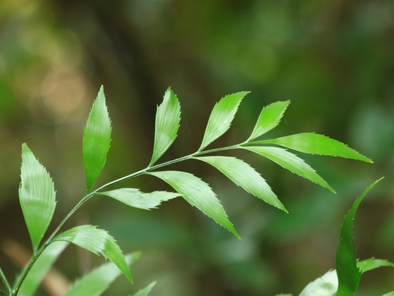 247 Yaxleys Road, Byfield QLD 4703