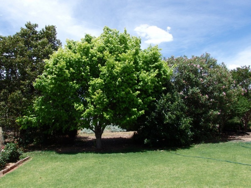 85 Methul Street, Coolamon NSW 2701