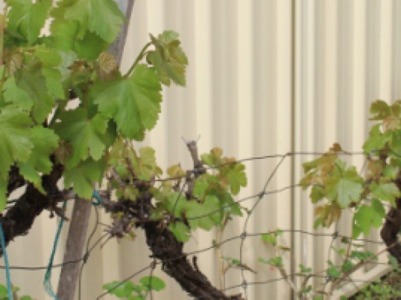 4 Beamish Court, Meadow Springs WA 6210