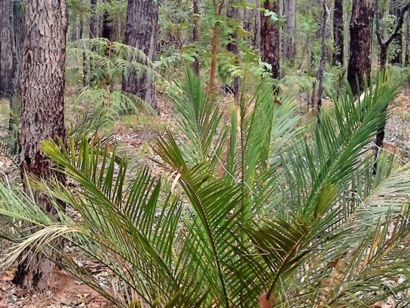 Lot 2147 Mungalup Road, Ferguson WA 6236