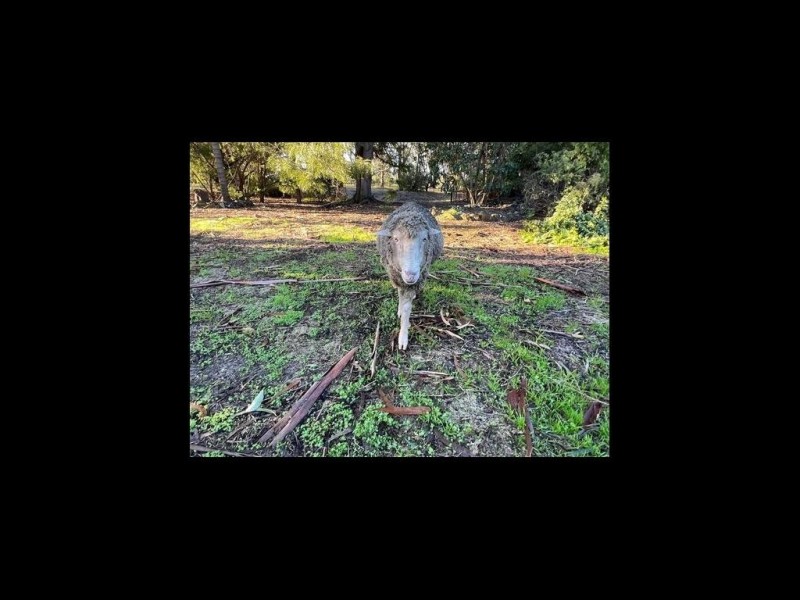 86 Lillydale Road, North Boyanup WA 6237