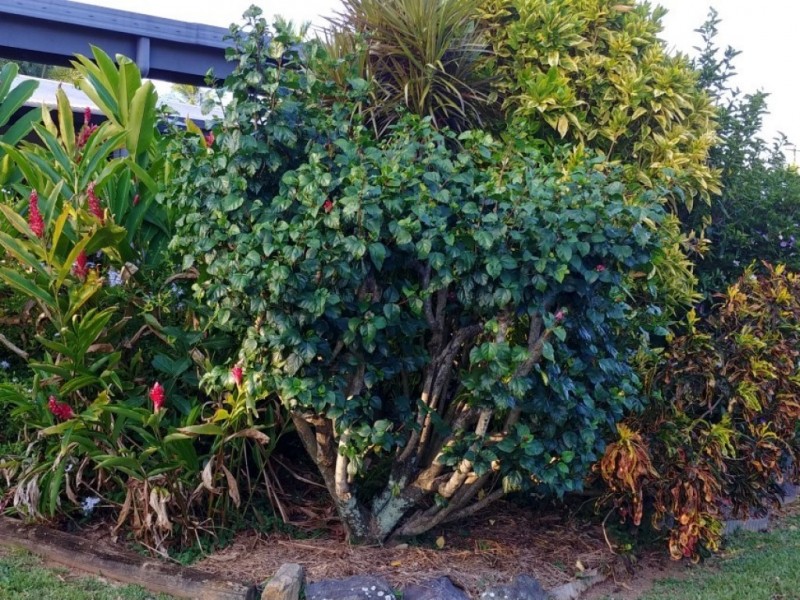 10 Hagen Close, Trinity Beach QLD 4879