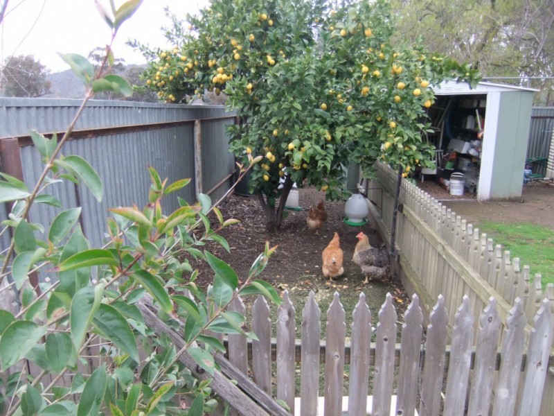 67 Weir Street, Euroa VIC 3666