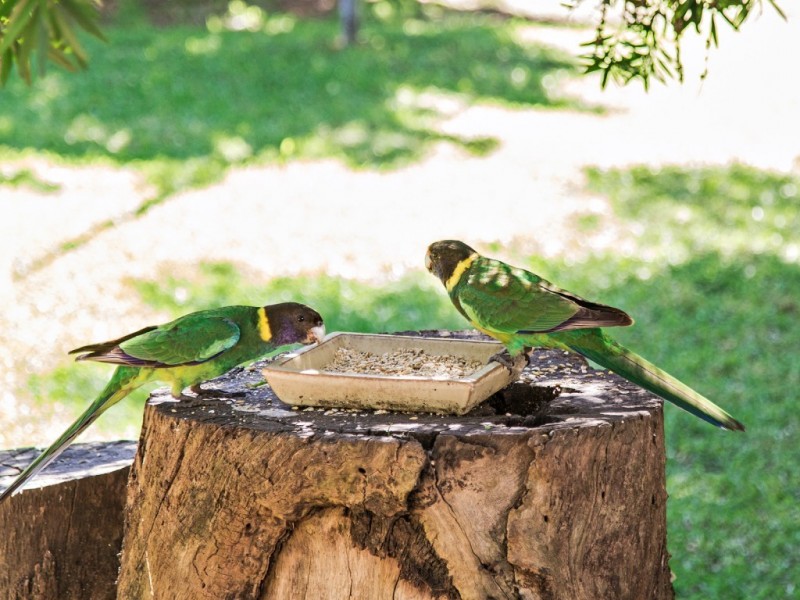 18 Begonia Court, Dwellingup WA 6213