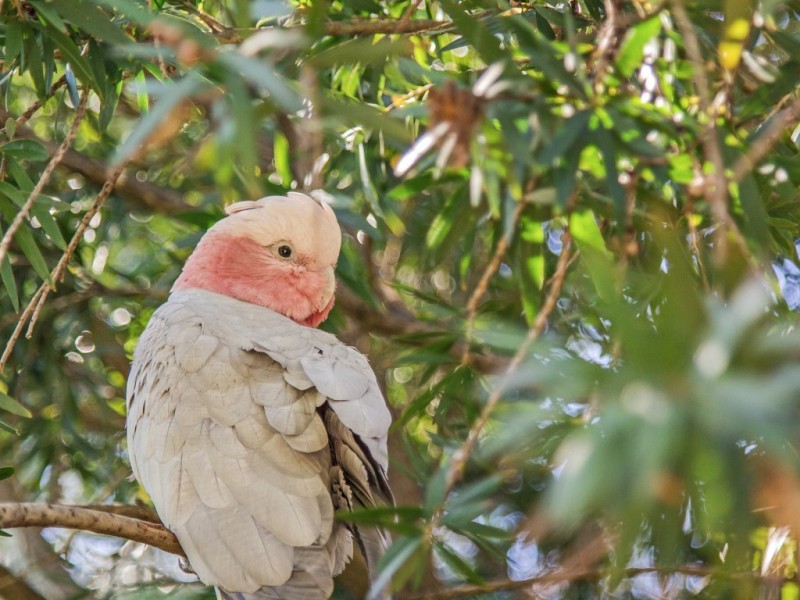 18 Begonia Court, Dwellingup WA 6213