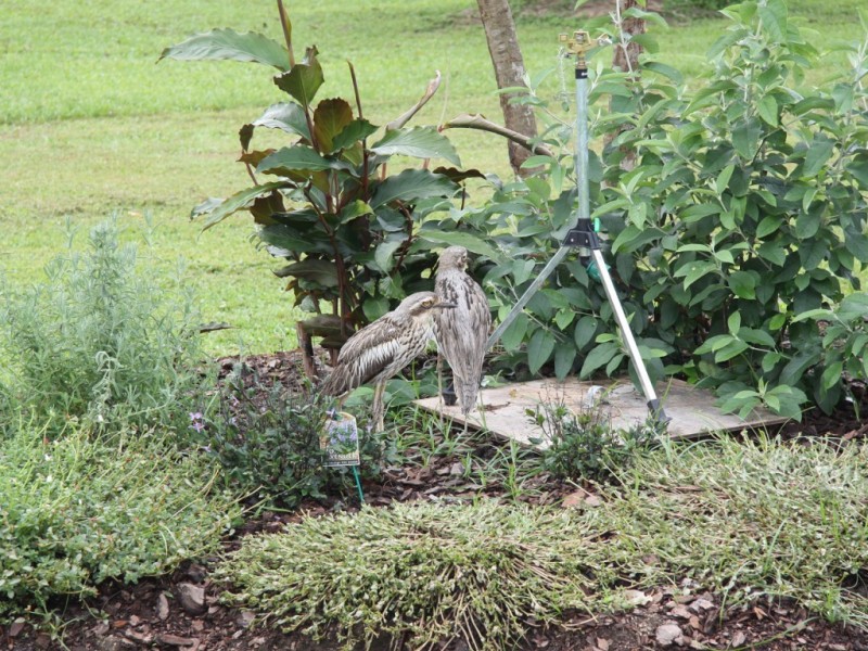 66 Papacek Access, Little Mulgrave QLD 4865