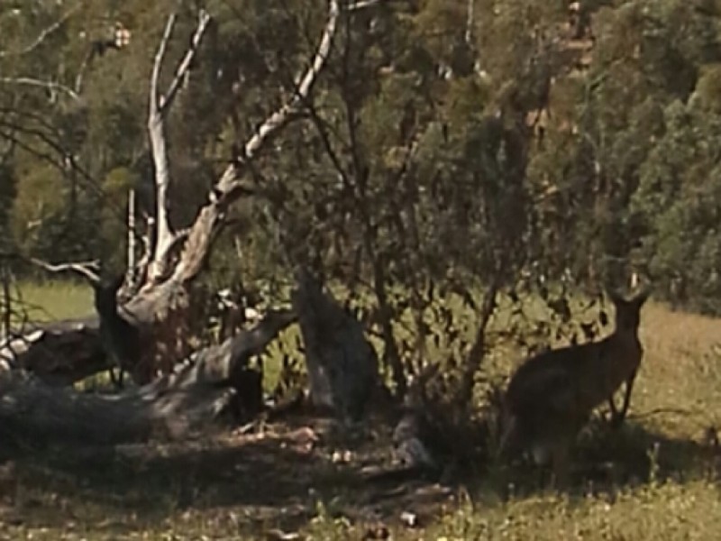 47 Pelican Rise, Chittering WA 6084