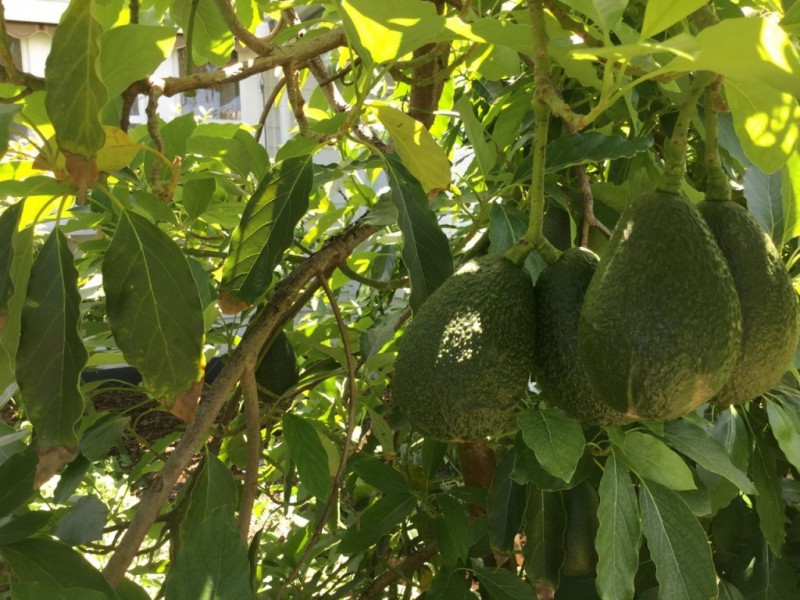 38 Salisbury Street, Coburg VIC 3058