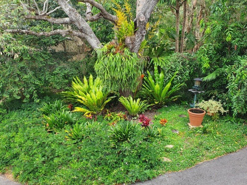 62 Tallowwood Place, Black Mountain QLD 4563