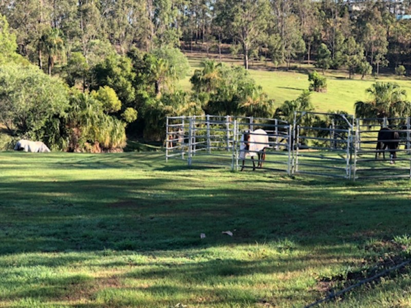 559 Rocks Road, Pie Creek QLD 4570