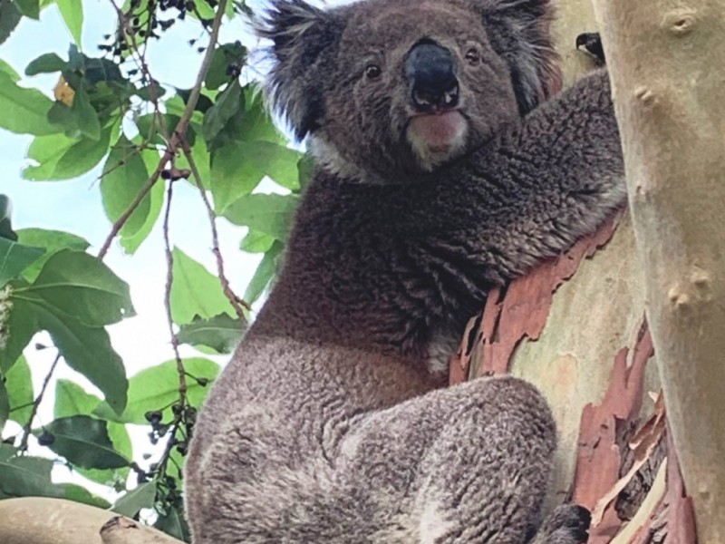 50 Cinnamon Ave, St Agnes SA 5097