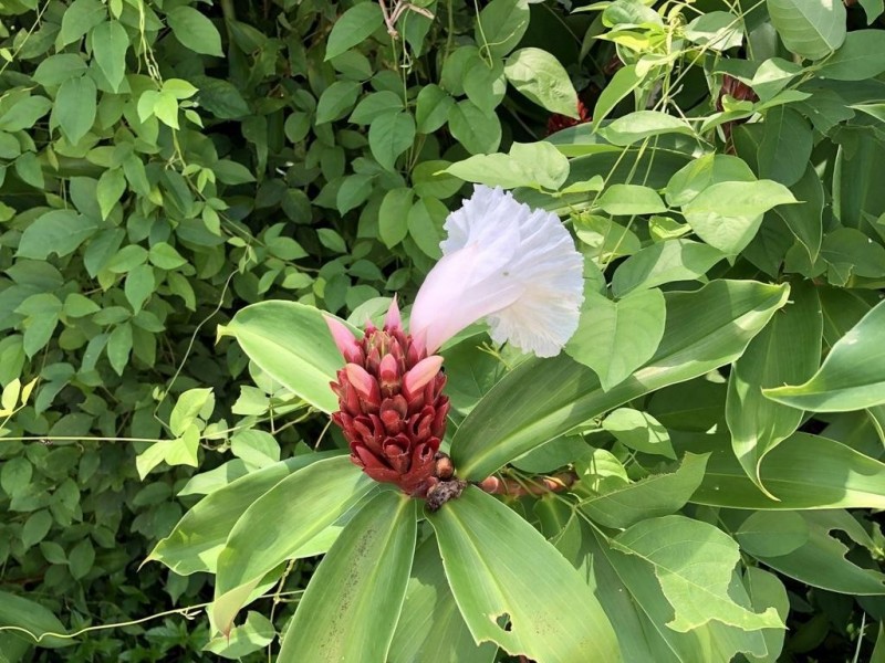 13 Third Street, Bloomfield QLD 4895