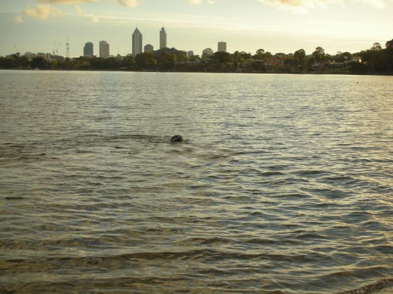 11B East Street, Maylands WA 6051