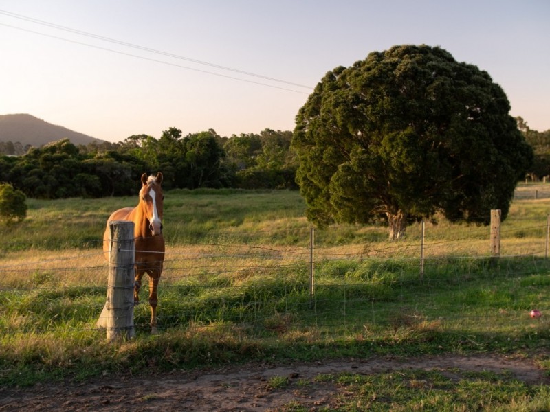 321 Martins Creek Rd, Paterson NSW 2421