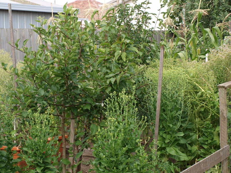 20 Dunloe Avenue, Norlane VIC 3214