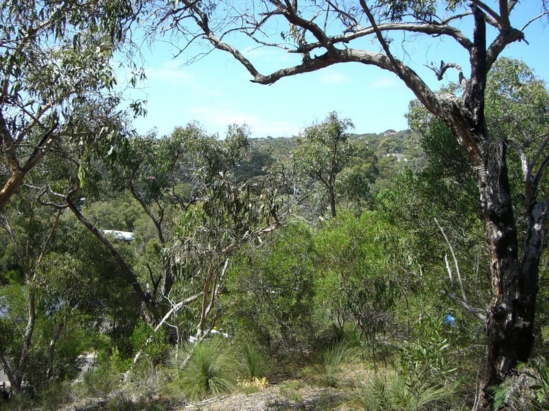 36 Niblick Street, Anglesea VIC 3230