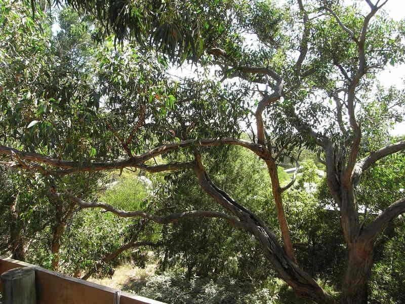 55 Belton Street, Anglesea VIC 3230