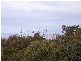 24 Second Avenue, Anglesea VIC 3230