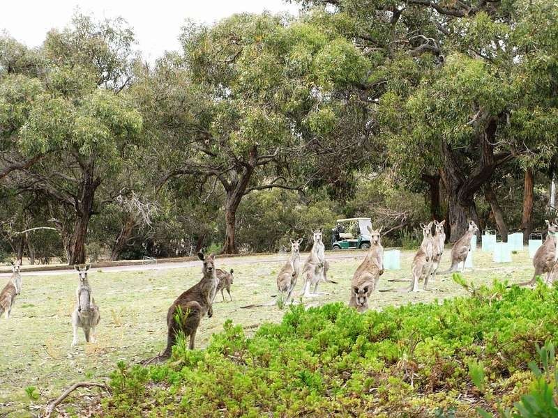 10 Fairway Drive, Anglesea VIC 3230