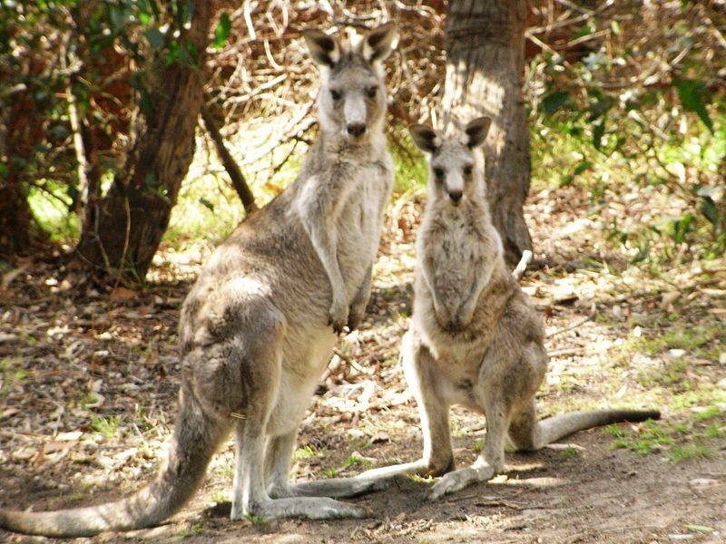 10 Fairway Drive, Anglesea VIC 3230