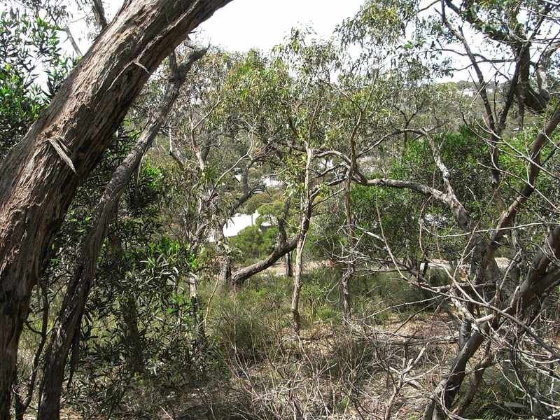 40 Niblick Street, Anglesea VIC 3230
